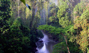 Restorasi Gambut Tak Hentikan Budidaya

hutanindonesia.com/restorasi-gamb…