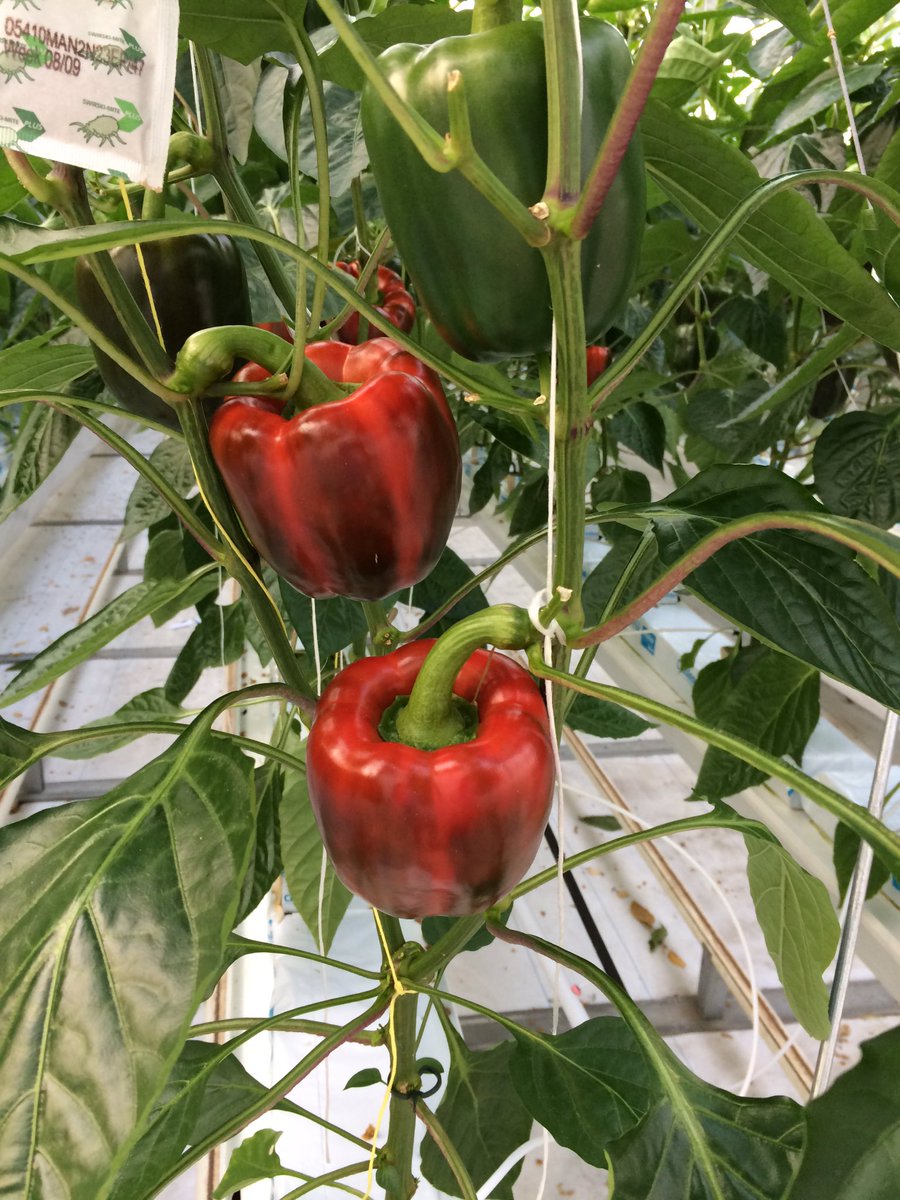 De eerste paprika's kunnen bijna geoogst worden. Deze paprika's staan in de hoogisolerende Venlowkas bij WUR Glas