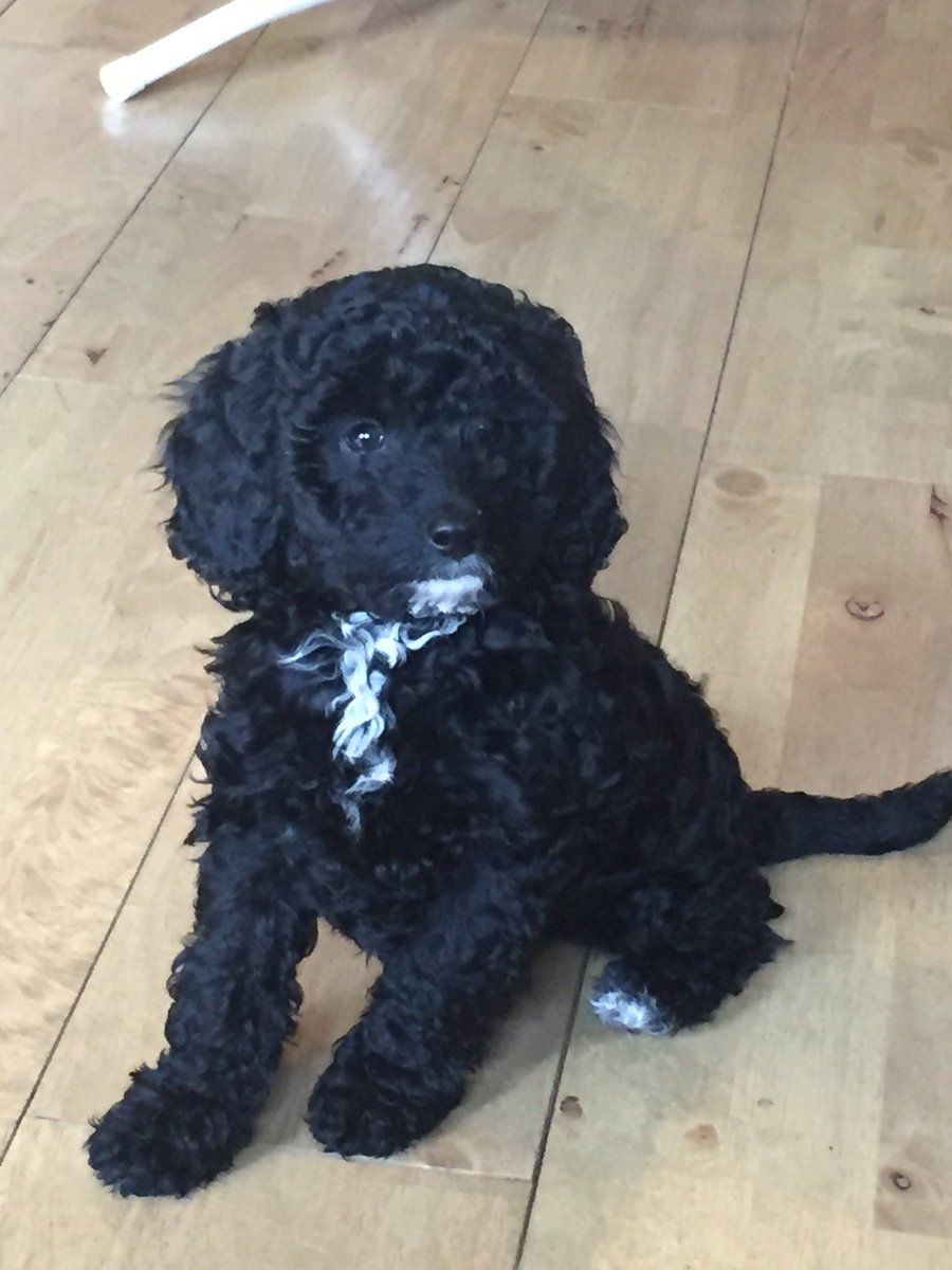 j4julia's tweet photo. @BlissDromore @JustJulie_G do you have the range in Ireland. They're cheap there  I just bought one for our puppy https://t.co/rtnsdek8Wf