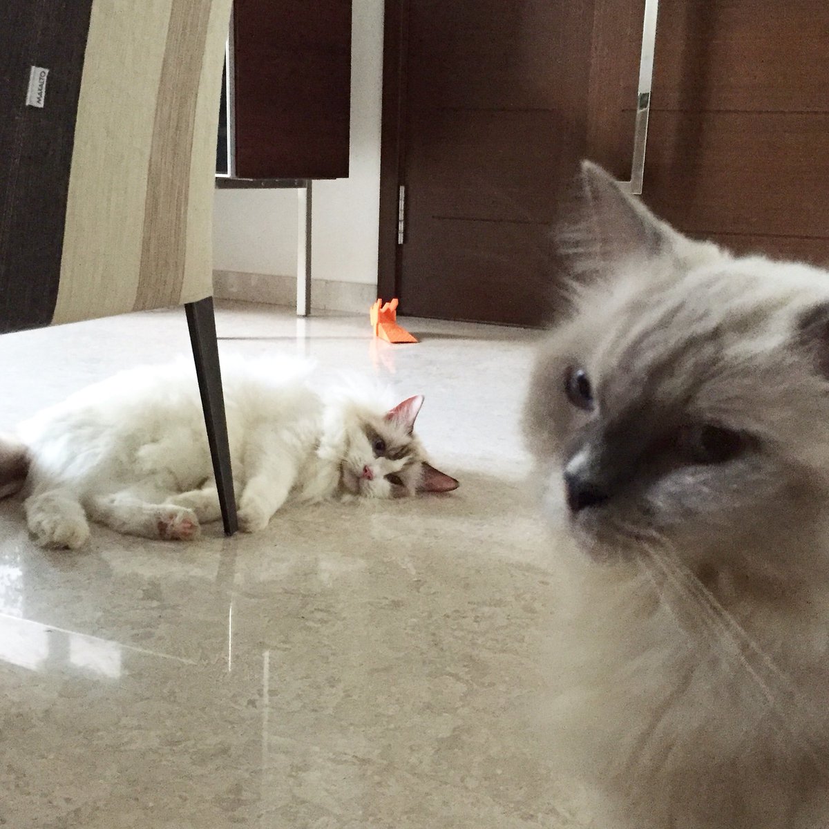 Misty n Cosmo with their 'I do not want u to leave' look. #pets #catlover #ragdoll #animallover