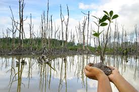 emi_broken's tweet photo. Siapa lagi kalau bukan kita yg peduli #mangrove di #telukbenoa harus kita lestarikan @jokowi @SitiNurbayaLHK https://t.co/va7bZrLPaU