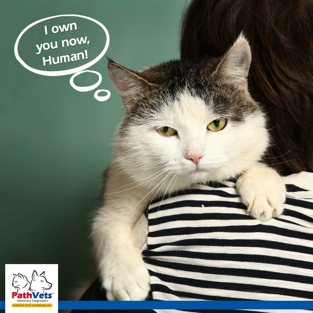 pathvets's tweet image. Every pet marks his /her territory, Even the owner is marked! - bit.ly/pathvets #PathVets