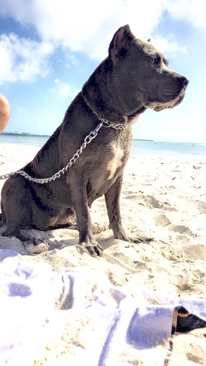 Bulit_'s tweet photo. My queens 🐾 https://t.co/Q3g902IVx4