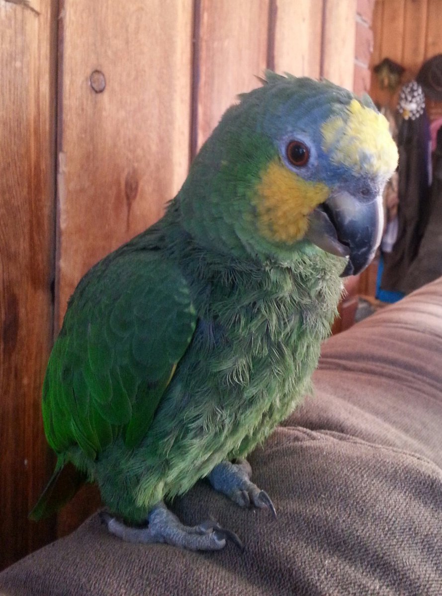 petcommunicator's tweet photo. Nothing is more soothing to your soul, then being loved by an animal - Kim Malonie https://t.co/ENBWzsNTUe