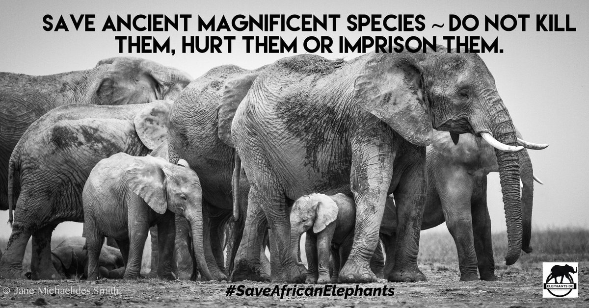 Elephants of #Africa should live freely, not cruelly imprisoned by zoos: huffingtonpost.com/marc-bekoff/th… #SaveAfricanAnimals