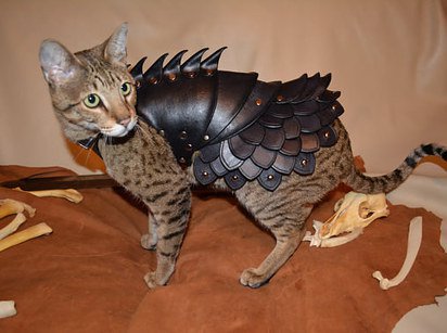 PetitVenin's tweet photo. #forestlockdown Protégeons les chats https://t.co/9oWNNr0QTW