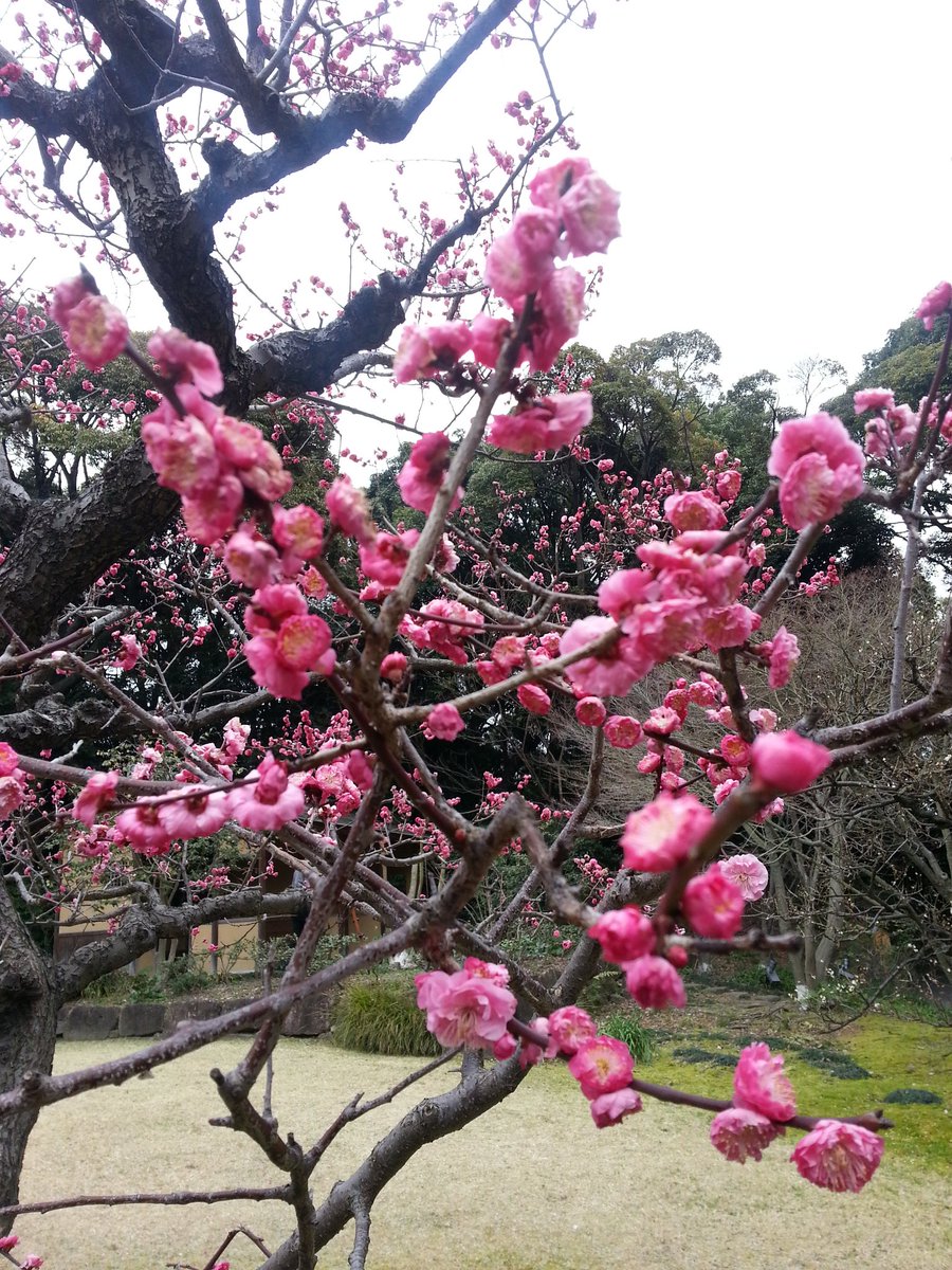 jsomgraddean's tweet photo. @jindal_utdallas seeing beauty in the Japanese landscape! Awesome! https://t.co/tQpMNq2WXq