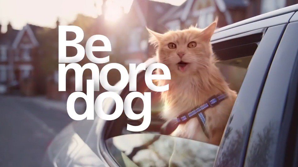 Be more dog. котенок из рекламы лайки. Be more dog. Be more dog. смешные видео про котиков и собак со смешной озвучкой.