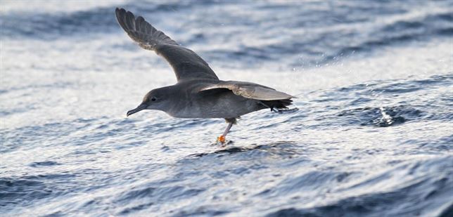 La pardela balear se enfrenta a la extinción en 60 años sco.lt/8Chdab (via <a href="/cienciaplus/">Ciencia Plus</a>) #Biodiversidad