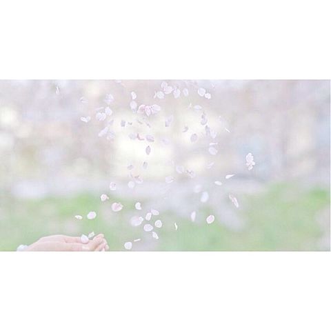 kasibott's tweet photo. 桜 の 花 び ら 散 る た び に

届 か ぬ 思 い が ま た 一 つ

涙 と 笑 顔 に 消 さ れ て く

そ し て ま た 大 人 に な っ た

コ ブ ク ロ / 桜 https://t.co/HTXo1kZncI