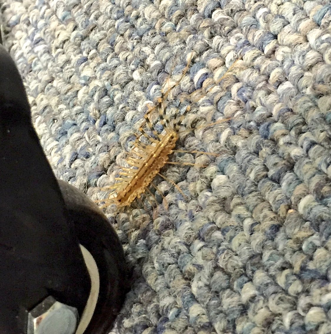 RSCSStudio309's tweet photo. We had an unexpected visitor today during our run through through. #ew #studio309 https://t.co/eTc4atjhkU