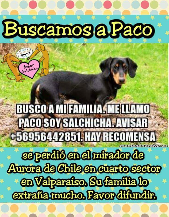 Paco está perdido! RT <a href="/SOS_Animales/">SOS Animales</a> <a href="/ClubPatitas/">Club Patitas</a> <a href="/Love_Animales/">♥Amor_Animal_Chile♥</a> <a href="/biljacChile/">Bil-Jac Chile</a> @radioportalesv @CentralCBV <a href="/DENISSAT/">Denisse Amparo</a>