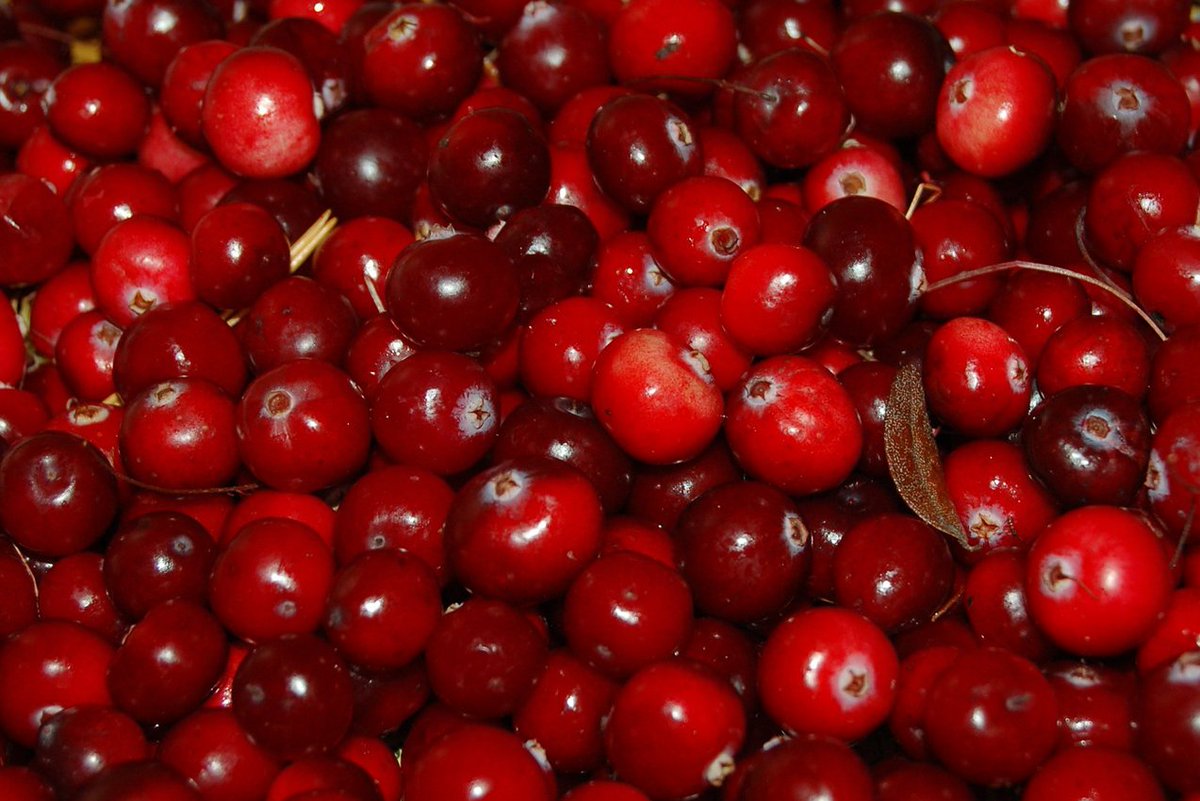 DurbesVeltesLV's tweet image. Esam bezgala lepni par savu jauno produktu. Dzērveņu sausais vīns sanācis ekselents.