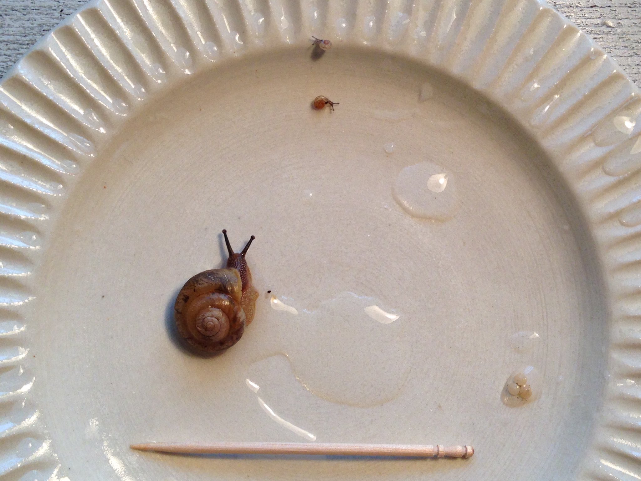 Yezco 我が家のカタツムリ オナジマイマイ オナジマイマイ属 の卵が孵化を始めてる 写真の成貝で殻径が約15 程なので稚貝は超ミニ 参考に爪楊枝を置いてみた 写真1枚目 上の方にいるのが孵化して日の浅い稚貝たち 右下の方に卵3個 T Co Yezco 我が家のカタツムリ オナジマイマイ オナジマイマイ属 の卵が孵化を始めてる 写真の成貝で殻径が約15 程なので稚貝は超ミニ 参考に爪楊枝を置いてみた 写真1枚目 上の方にいるのが孵化して日の浅い稚貝たち 右下の方に卵3個 T Co