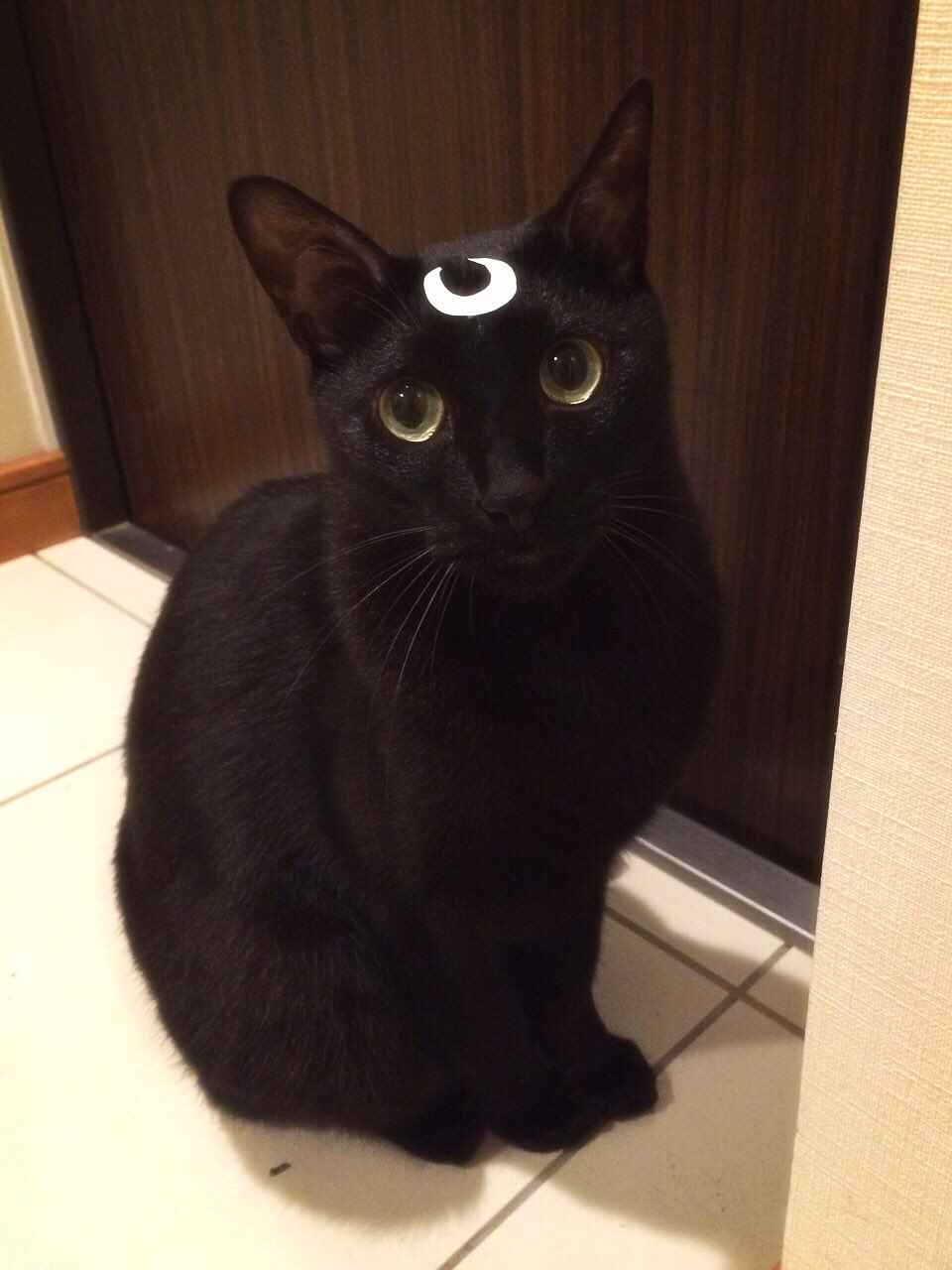 黒猫のメグロモグロ on X: 