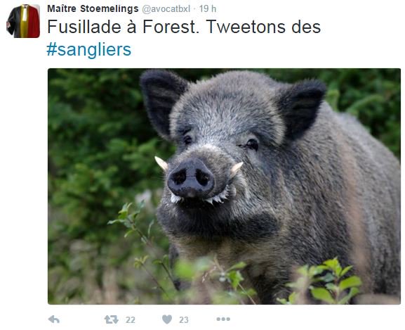 Lematinch's tweet photo. Après les chats, les sangliers, les loutres et la forêt #forestlockdown #Bruxelles #Forest https://t.co/YJwgYDbsVE