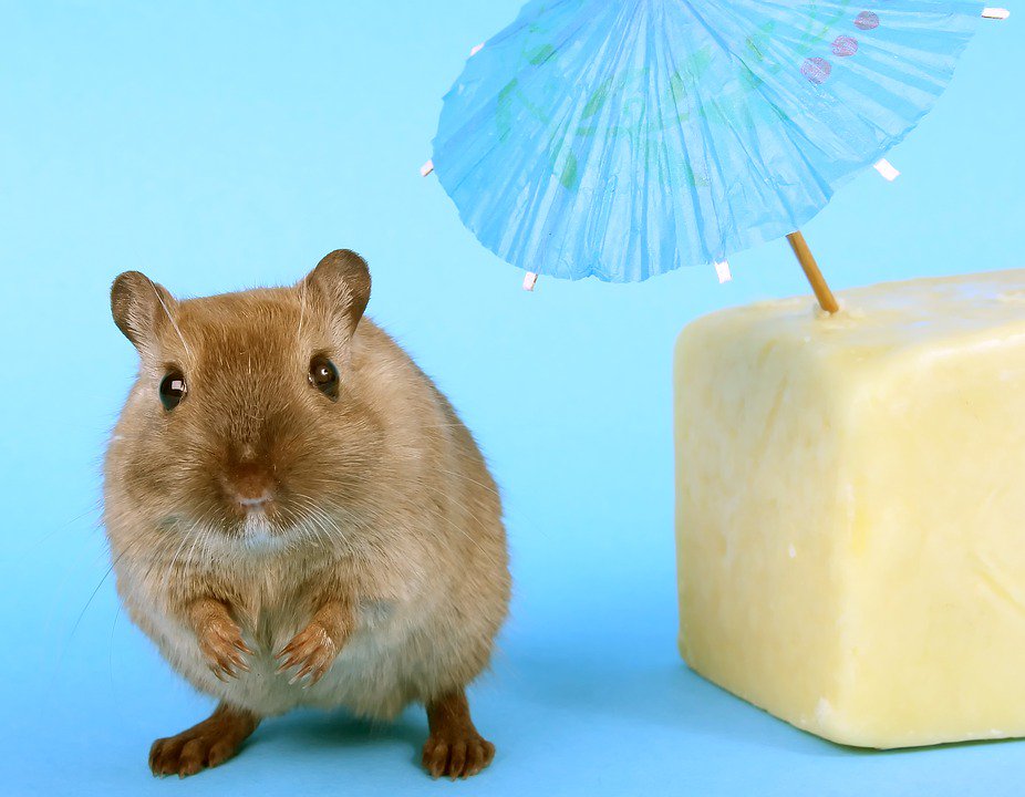 SouterPR's tweet image. Take a look at the new cheesy mag from International Cheese Awards @CheeseboardMag bit.ly/1nNGNkR