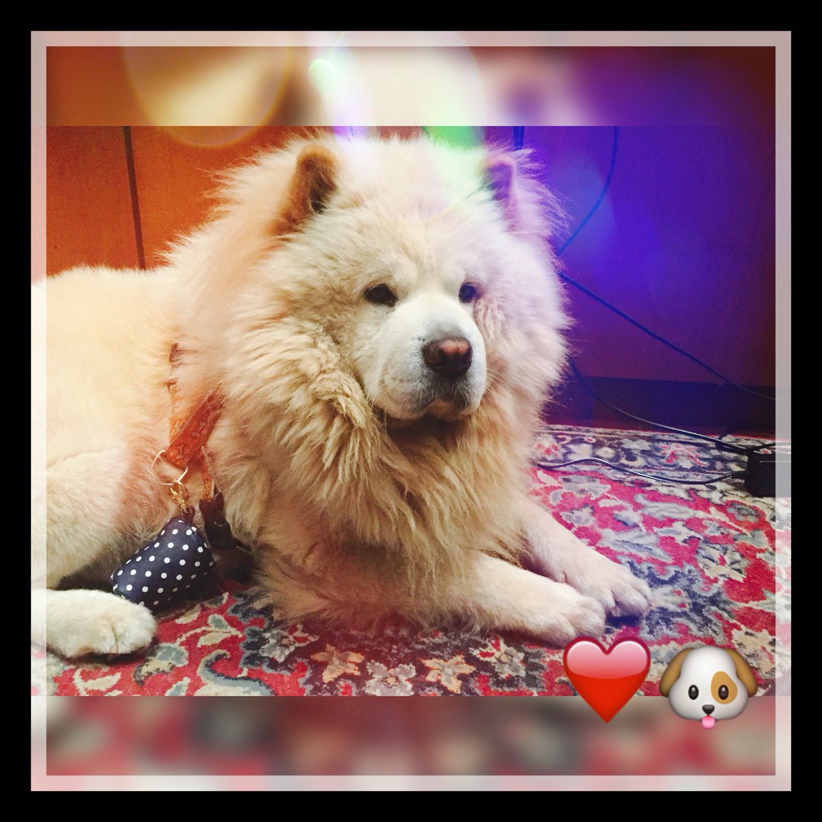 Frances69019701's tweet image. Balù😍#mychowchow🐶 #life #myheart❤️