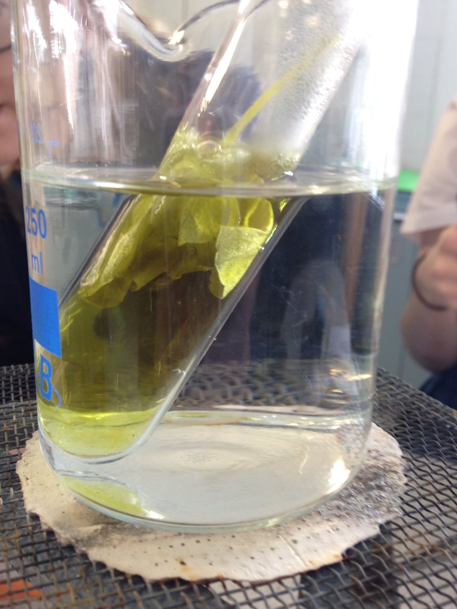 SandbachHigh Science on Twitter: &quot;Year 10 biologists testing leaves for starch #iodine #