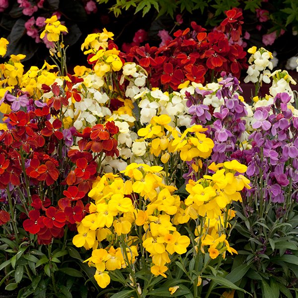 Plant 2-drop plants like Cheiranthus Sugar Rush. They only need water every 3-7 days. #WaterWiseWednesday