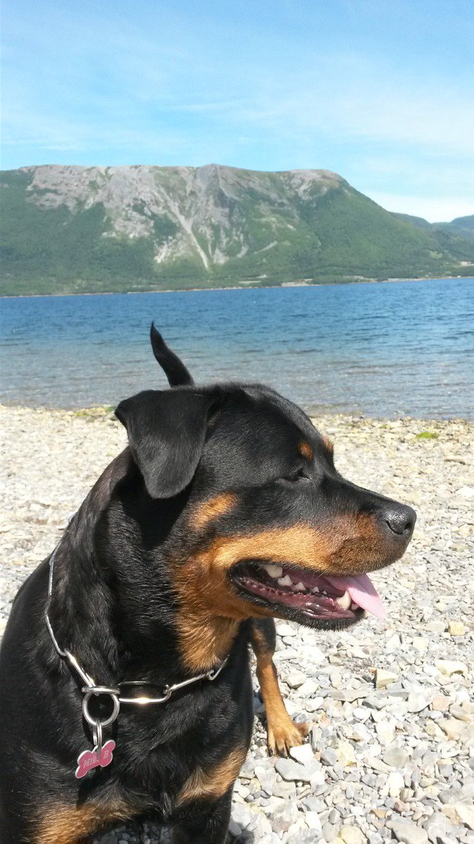 ChrisFreake's tweet image. Happy 3rd Birthday to the best dog, Miss B!. @AngieRK9 @Amanda_Freake #rottweiler