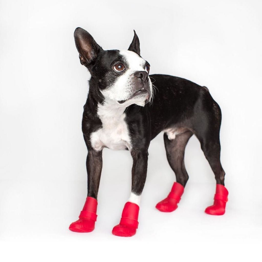 Canada Pooch Ltd. (CanadaPooch) Twitter