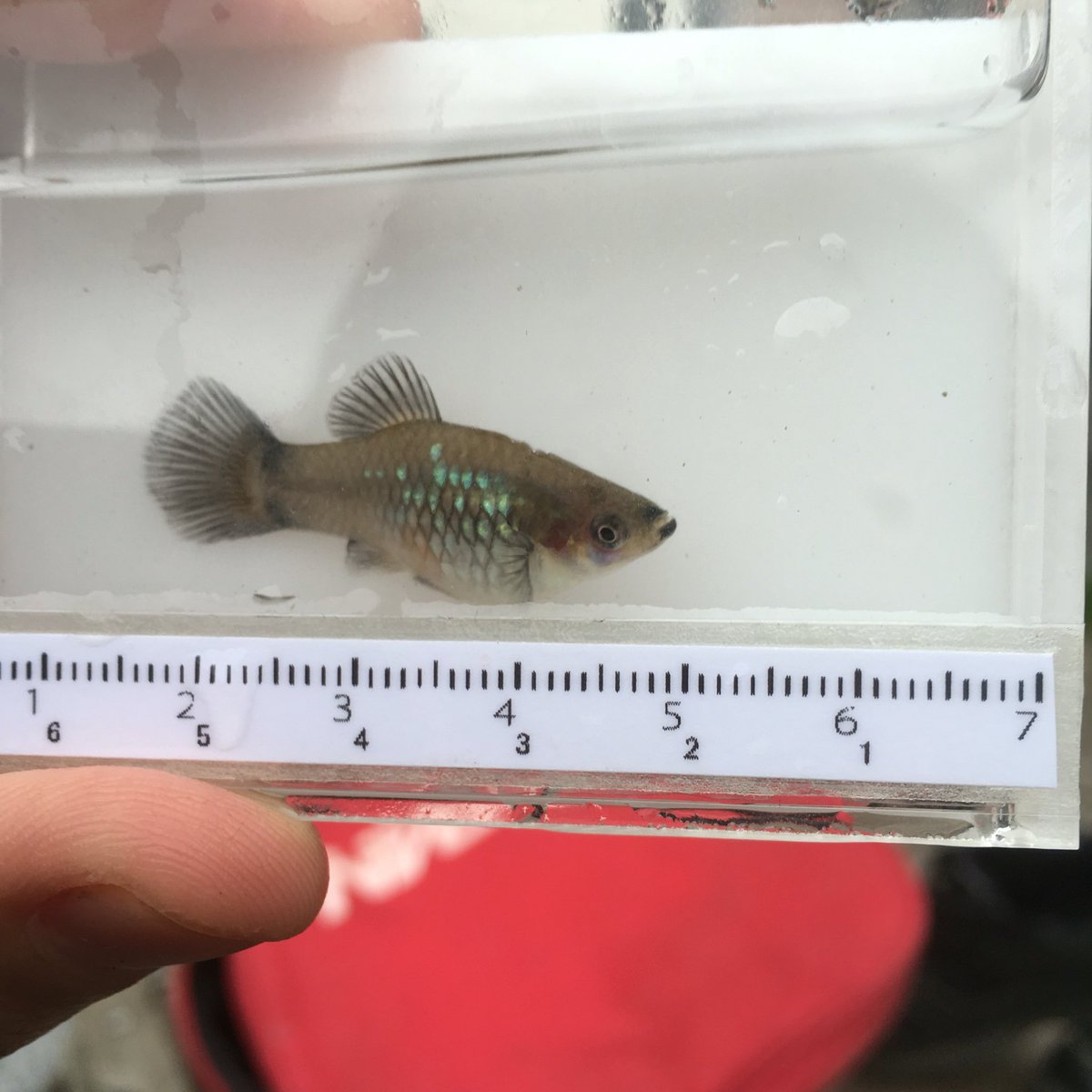 あらかわ 関東某所に熱帯魚採集に プラティー5匹 グッピーたくさんいました 水温は19度と高く熱帯魚には住みやすい環境だと感じました プラティーの色がだんだん熱帯魚じゃなくなってきてるね 今月二種類目です 熱帯魚 ガサガサ T Co Yoxswcapnt あらかわ 関東某所に熱帯魚採集に プラティー5匹 グッピーたくさんいました 水温は19度と高く熱帯魚には住みやすい環境だと感じました プラティーの色がだんだん熱帯魚じゃなくなってきてるね 今月二種類目です 熱帯魚 ガサガサ T Co Yoxswcapnt