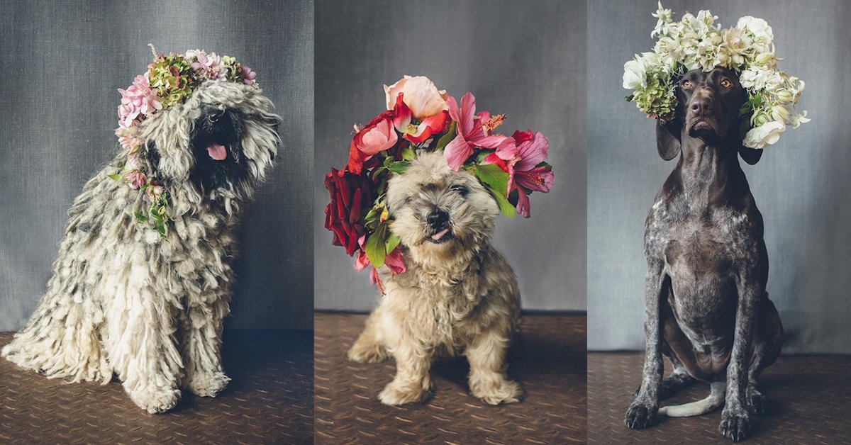 stylemepretty's tweet photo. These flower pups will steal your heart. Don't say we didn't warn you! https://t.co/TfTQyigKFn Photo: IHeartWeddings https://t.co/N1TVKPMxkU