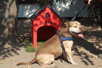 Ranger aus Frankfurt am Main  sucht ein Zuhause!

tierheimhelden.de/hund/tierheim-…