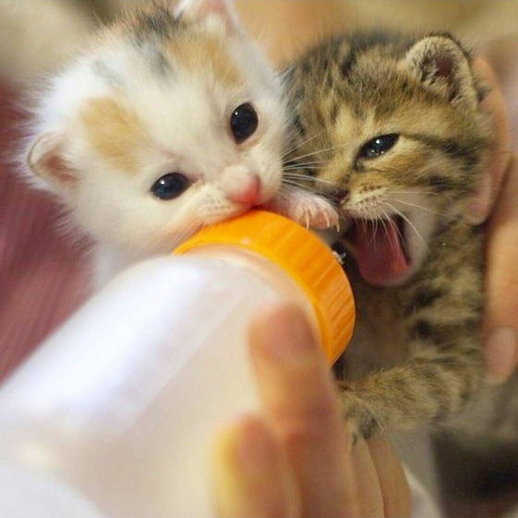 FluffyNAdorable's tweet photo. Oh my lawd 😊 look at these puffballs, calm down guys theres enough for everyone 😂
#kitten … https://t.co/mru6Hloosp https://t.co/L8LDWoCJeS