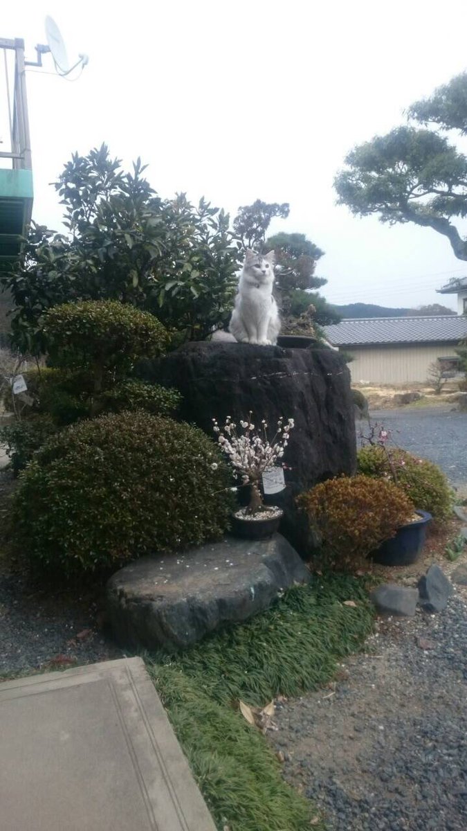 g10rk's tweet photo. わんぱくみーたんに会いたい https://t.co/Vq3jR0e2G4