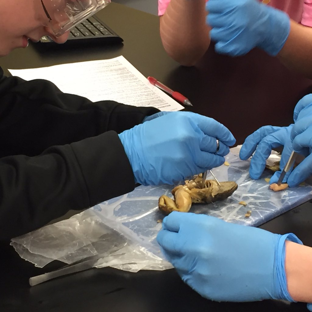 CarrScience8's tweet photo. Biology - frog dissection fun.  One frog had a large last meal. #gcscpride https://t.co/HSzOsykLWI