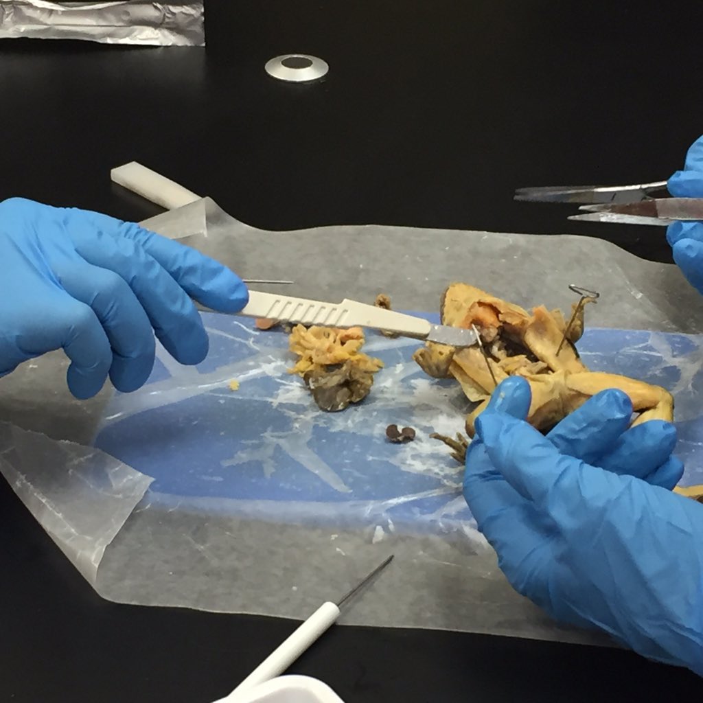 CarrScience8's tweet photo. Biology - frog dissection fun.  One frog had a large last meal. #gcscpride https://t.co/HSzOsykLWI