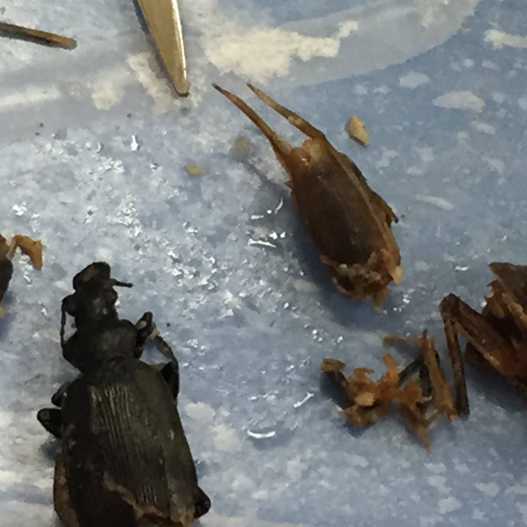 CarrScience8's tweet photo. Biology - frog dissection fun.  One frog had a large last meal. #gcscpride https://t.co/HSzOsykLWI