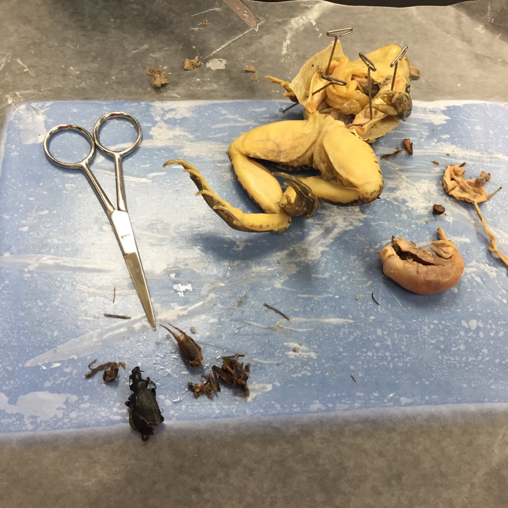 Biology - frog dissection fun.  One frog had a large last meal. #gcscpride