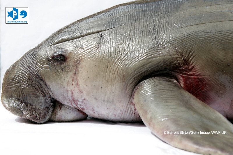 Biarkan dugong hidup bebas. Jangan kurung dugong di dalam laut, buddies! bit.ly/22iIB8s