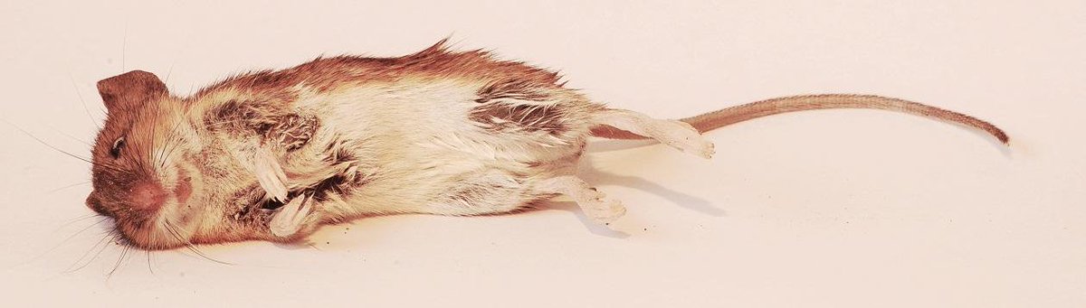 Frisismen's tweet photo. Die muis is nu echt kroondood! #frisismen https://t.co/teszR0wNKJ