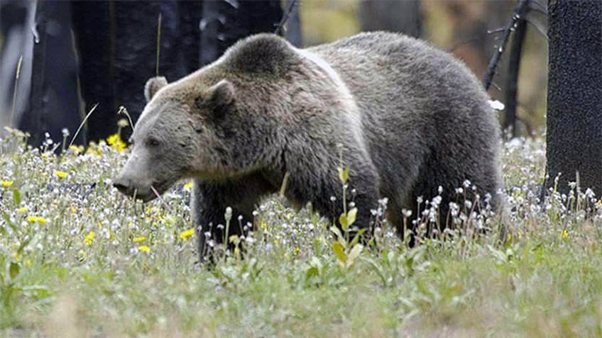 AmericanHunter's tweet photo. USFWS Proposes Delisting the Grizzly Bear in the Greater Yellowstone Ecosystem —  https://t.co/3LJMc7Ideb — #hunting https://t.co/hRI4R22Wvu