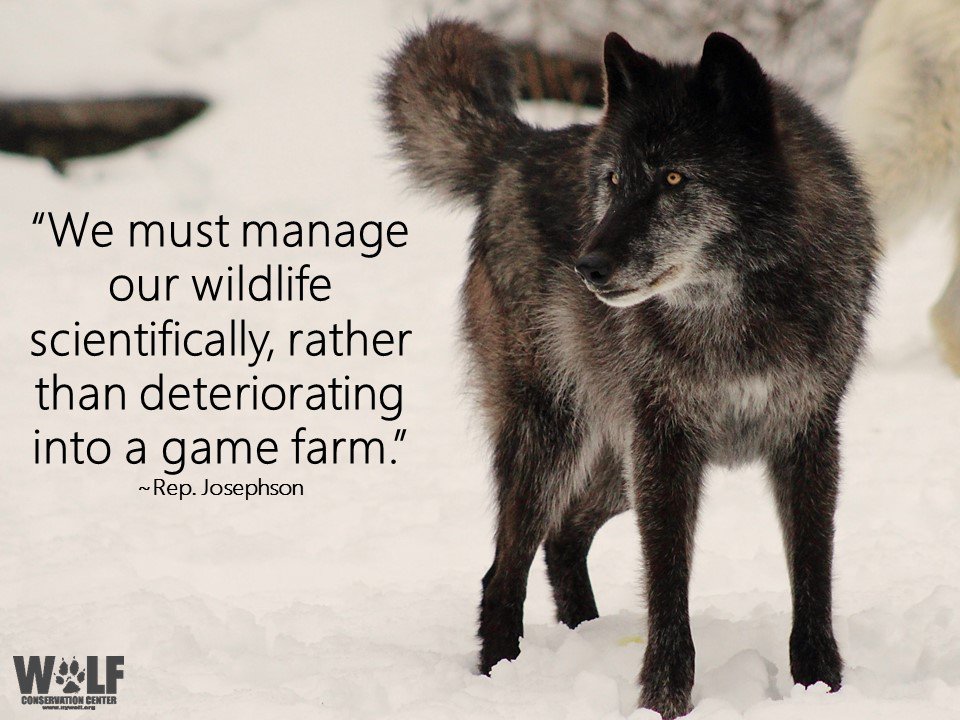 Alaska's controversial aerial hunting program claims wolf's life within a national preserve. bit.ly/1R2QdRS