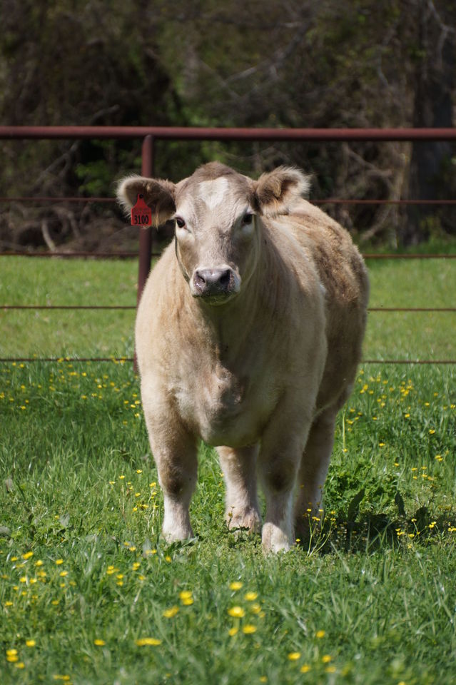 theeagle's tweet image. Blind steer sent to A&amp;amp;M now has new home, family:
bit.ly/22lWO0W
#SaveOatmeal