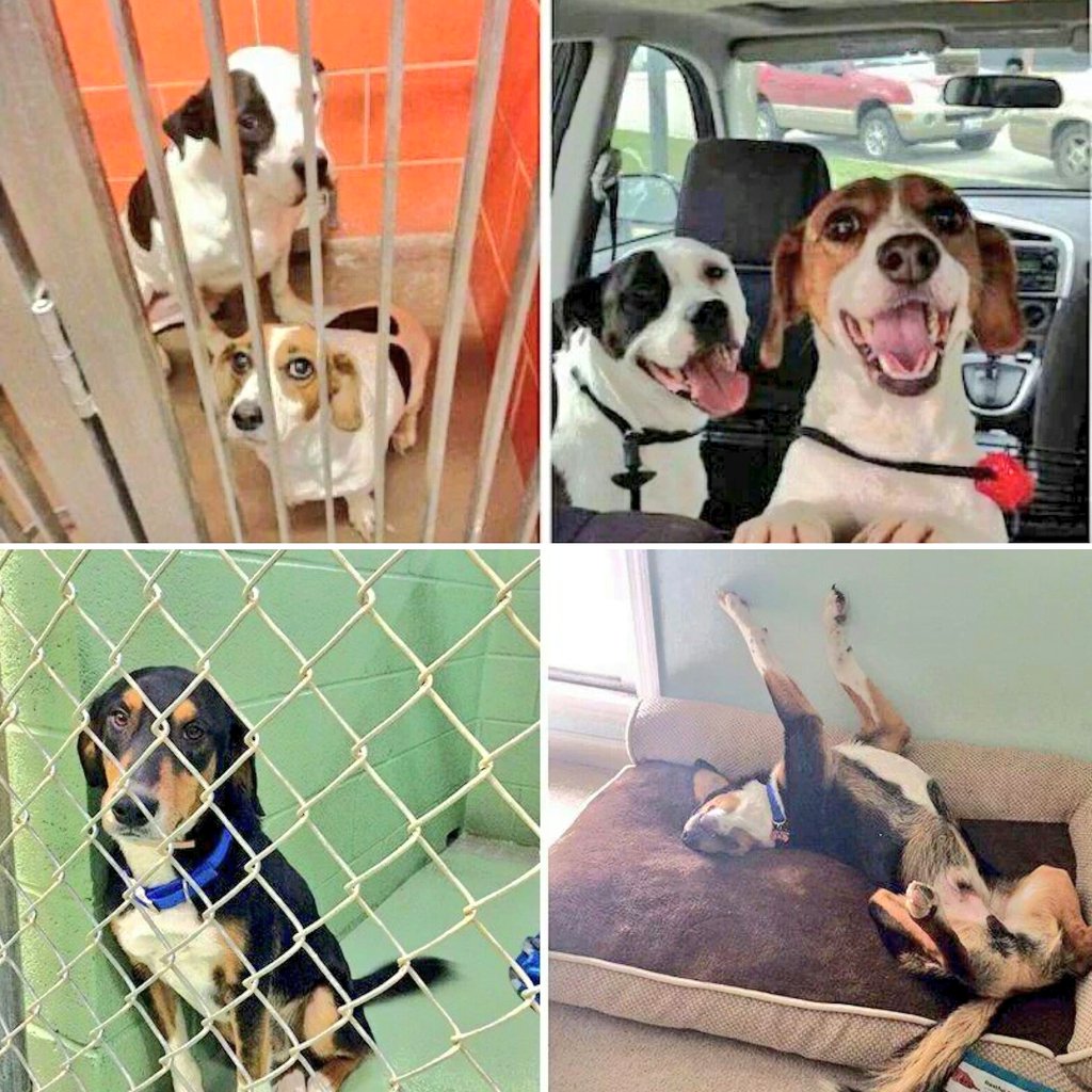 MichaelDAClarke's tweet photo. "Saving one dog will not change the world, but for that one dog, the world will change forever." - Karen Davison https://t.co/kt02KbeFjS