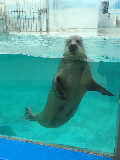 アニマルセラピーのtwitterイラスト検索結果 古い順