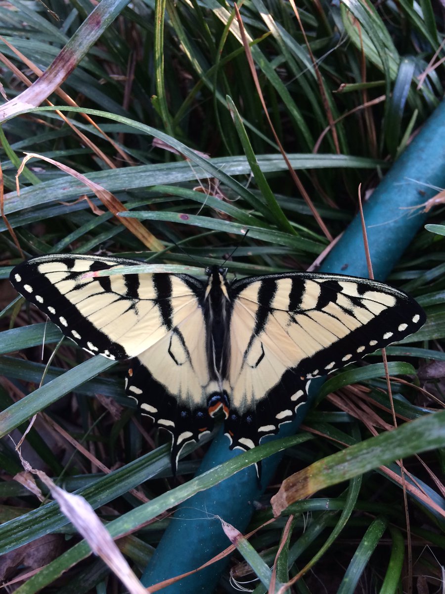 painterlypen's tweet photo. Studio visit from a young Tiger Swallowtail drying her wings. Spring is here!!!!
#ShannonWillowArt https://t.co/XOaN2eDMVQ