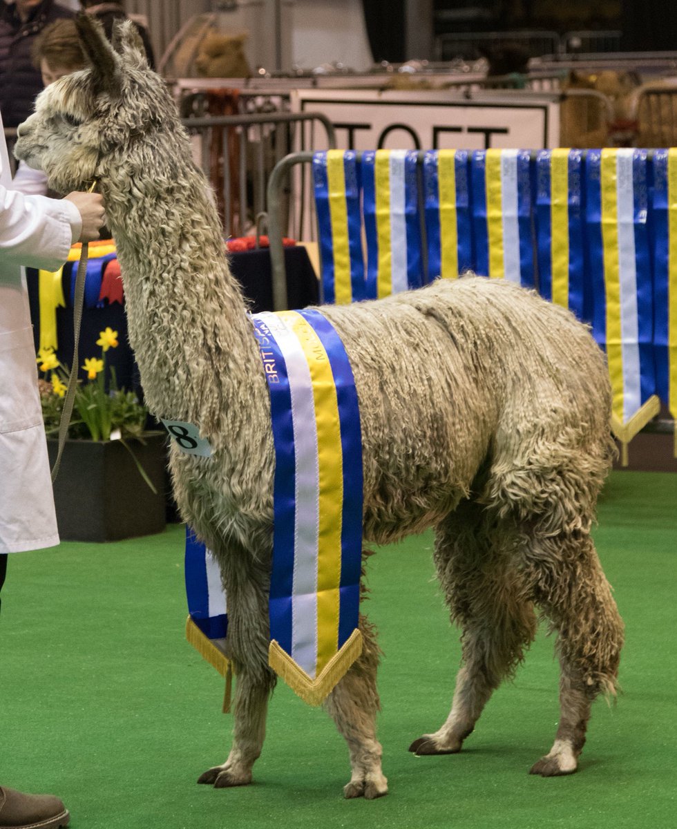 VaVaVoom - Grey Suri Male Champion at the British Alpaca Society National Show 2016. #alpaca #suri  #new forest