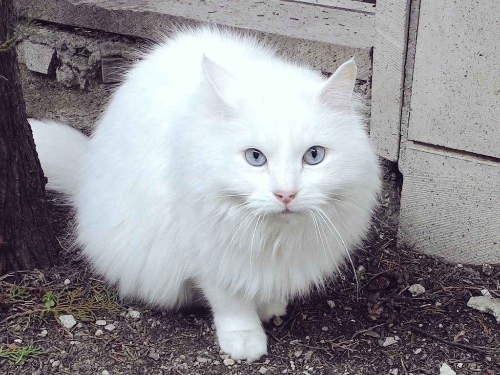 EbruDalci's tweet image. Cute little buddy...#CatAddiction