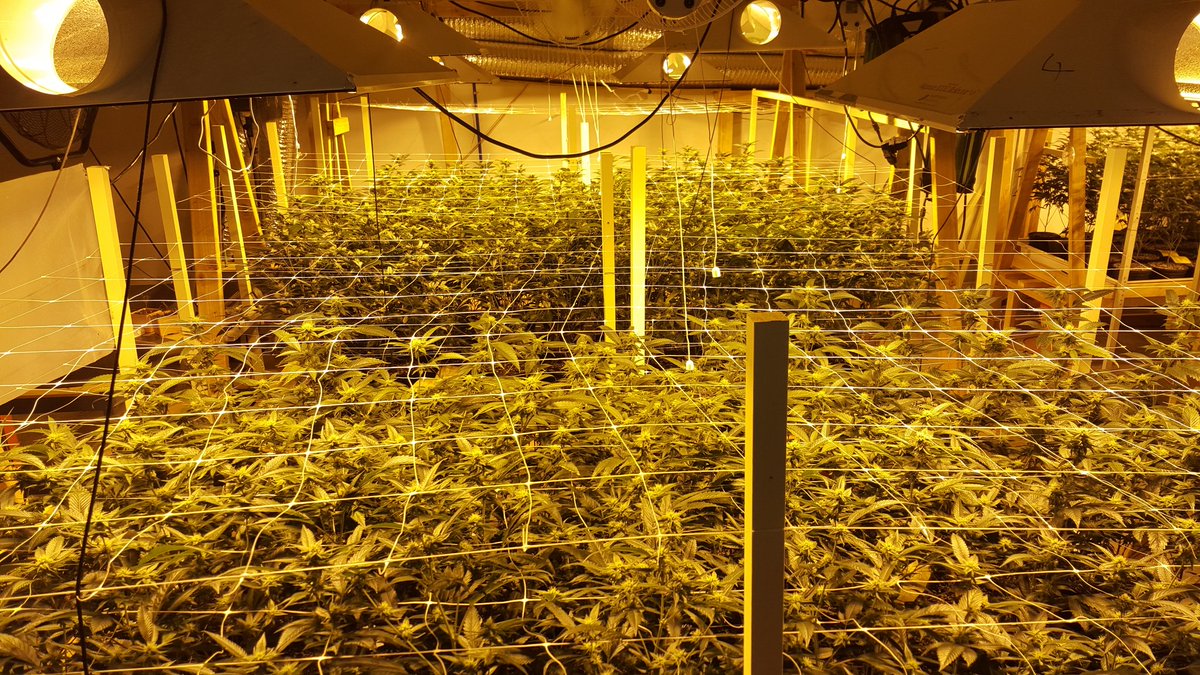 420Reviewer's tweet photo. Day 23, #orangehillthai #bestweedever #killerweed #sativa #cannabis #Thc #indoorgrown #medicalmarijuana #rarestrain https://t.co/vNQmDE8ZkX