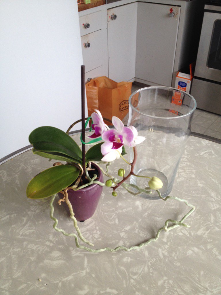 jfjackie1's tweet photo. Mini orchid is blooming https://t.co/GbQ9QO9JbS