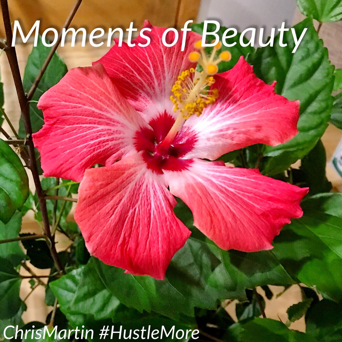 RChrisMartin's tweet image. The world is filled with the tiniest beautiful moments that are able to change your life.. #microlove #hustlemore