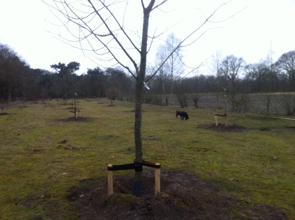 maartenmeldt's tweet photo. Zo begint een mooie kersenboomgaard. Multiculti: allemaal andere rassen #ookdatisoss https://t.co/zvcjG8R2Dx
