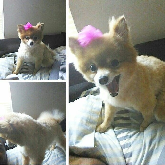 My #AlarmClock #GoodMorning 🐕 https://t.co/YIdTQaG3Y2<a href="/tag/alarmclock"class="tags">#AlarmClock</a><a href="/tag/goodmorning"class="tags">#GoodMorning</a>